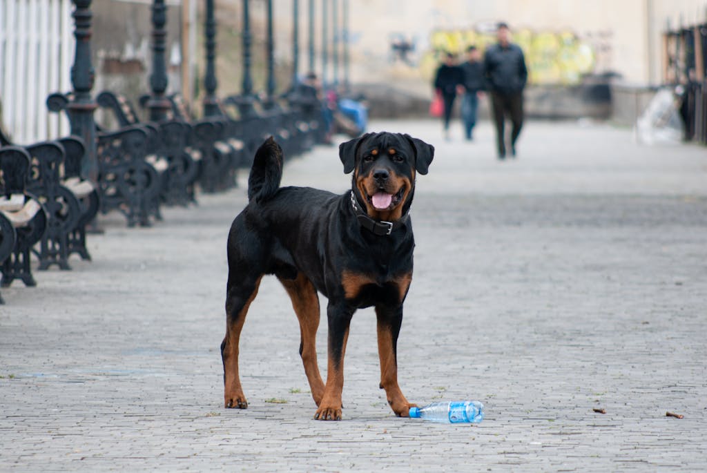 A Rottweiler Dog on the Pavement in City